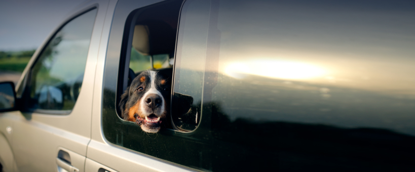 A happy dog looks out of a truck window, enjoying a scenic view during a car ride